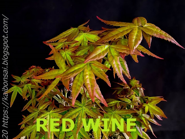 RED%2BWINE.jpg