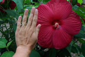 red_hibiscus_2.jpg