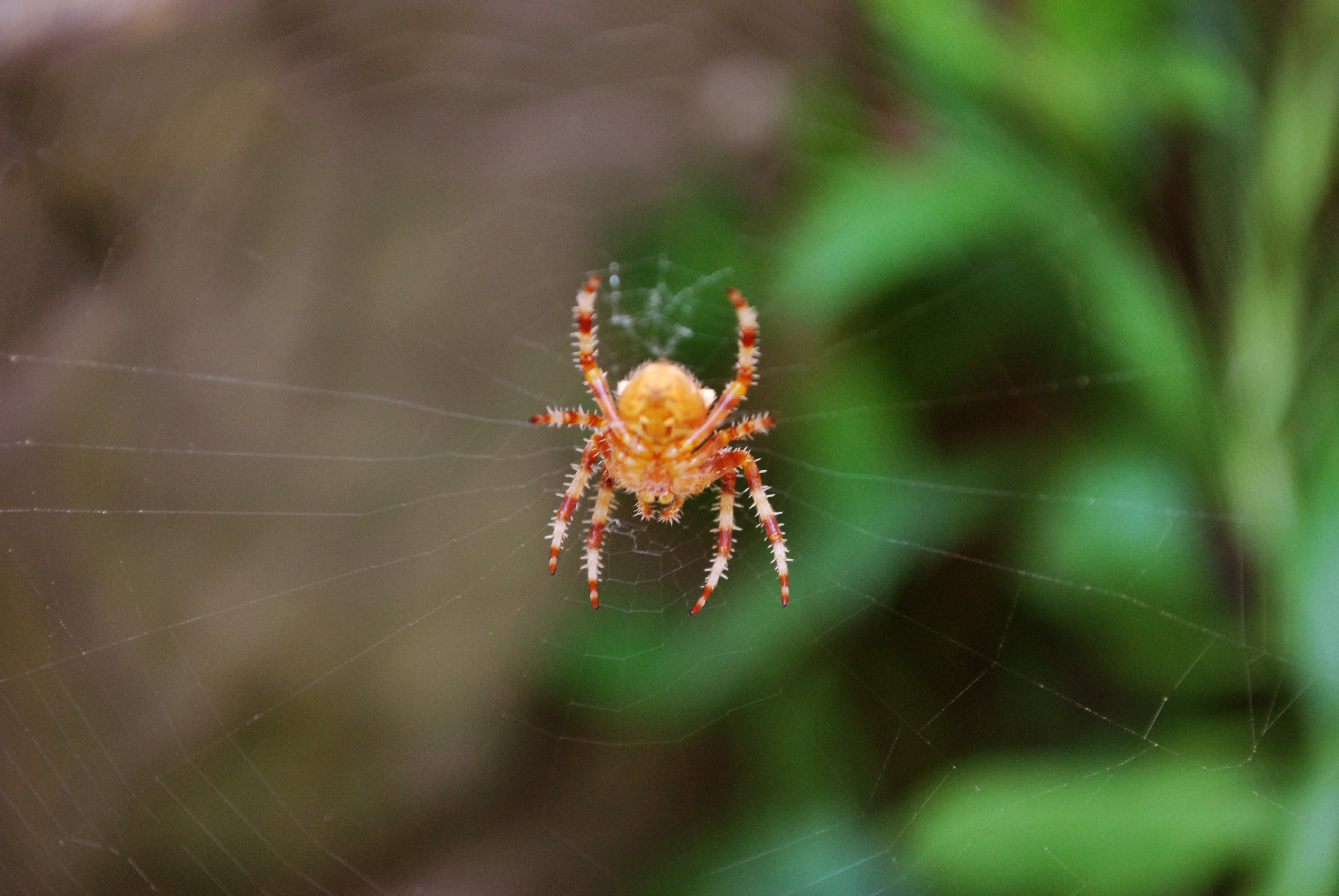 Red_Spider_by_AshiaHana.jpg