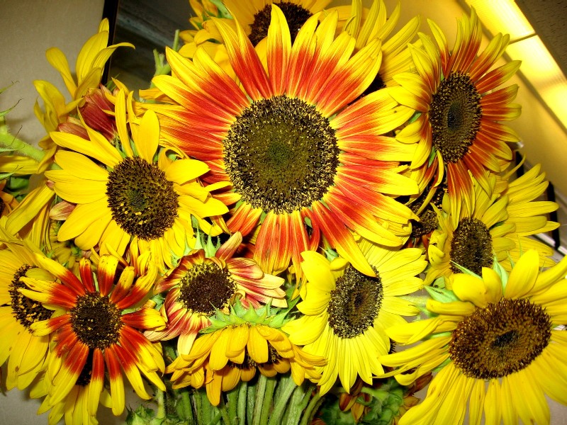 Red_sunflowers.jpg