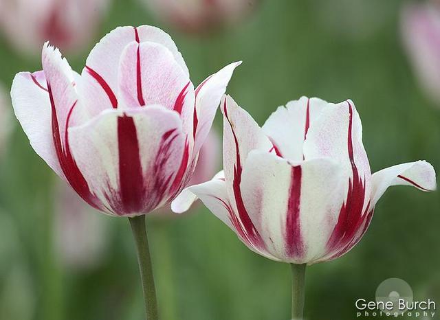 Red_White_Tulips.jpg