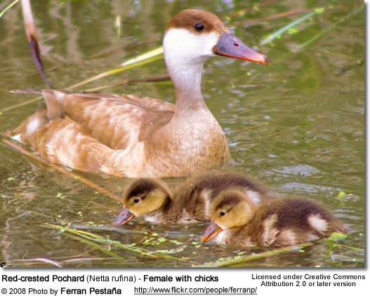 redcrestedpochard.jpg