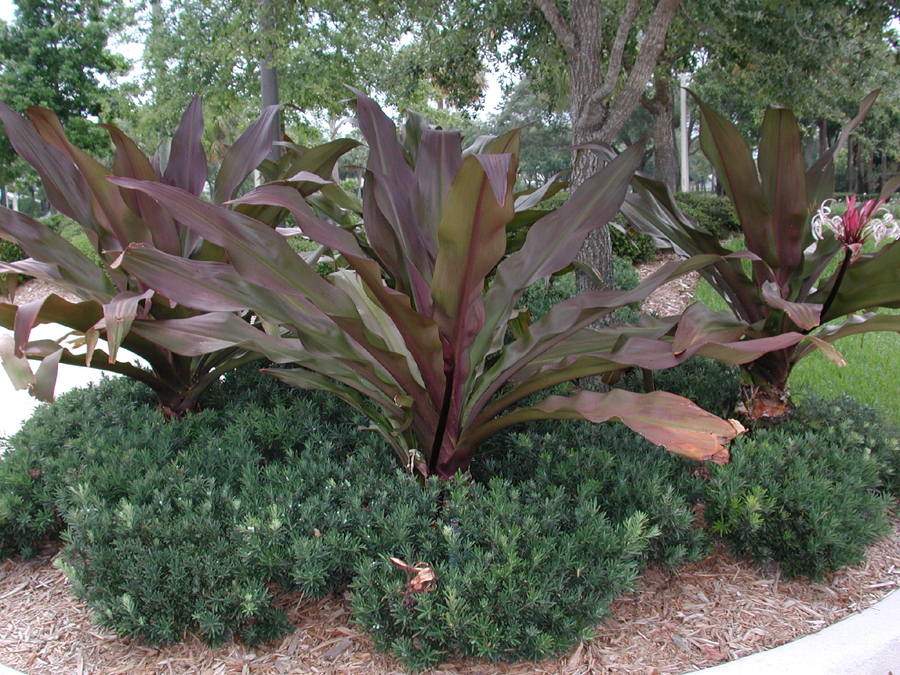 RedCrinum.jpg