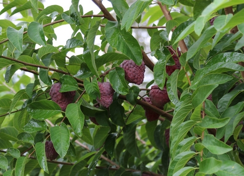 RedCustardApples1.jpg
