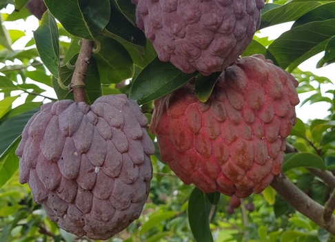 RedCustardApples2.jpg
