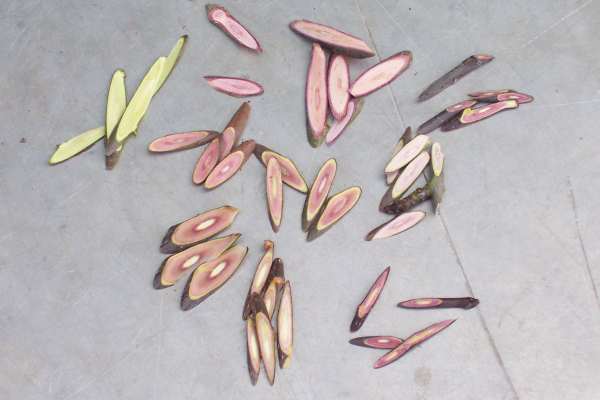redflesh-wood-chips.jpg