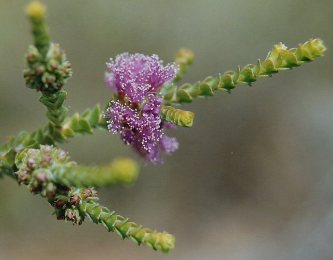 regelia_ciliata.jpg