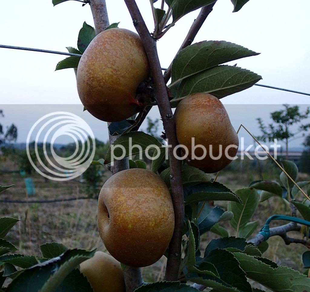 reineta_parda_zps3eb5012e.jpg