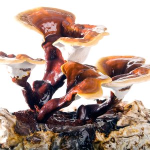 reishi_boletsdesoca_01-300x300.jpg