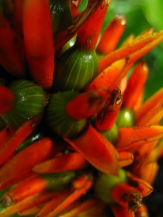 renealmia%2Bflor%2B-blog.jpg