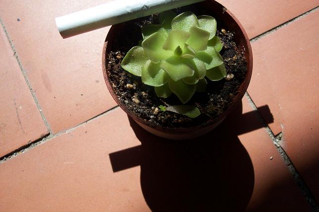 Reproducci%F3n%20pinguicula.jpg