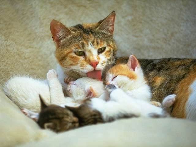 reproduccion%20felina%20veterinaria.jpg