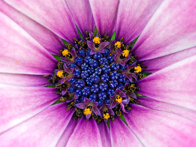 res%2By%2Bfrutas%2B-%2BFlowers%2Band%2BFruits%2Bby%2Bwww.JoseLuisAvilaHerrera.BLOGSPOT.com%2B-12.jpg