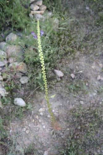 reseda_luteola.JPG