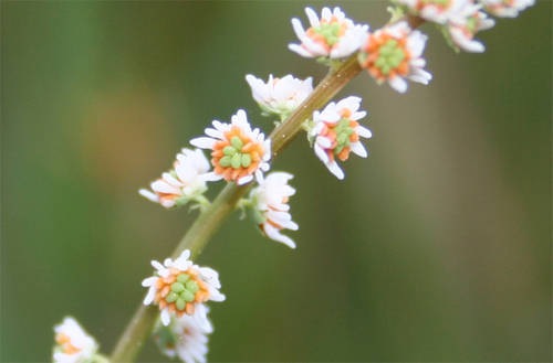 reseda_sesamoides.jpg