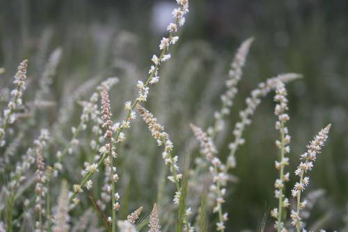 reseda_sp.JPG