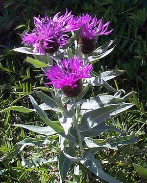 Resize%20of%20Centaurea%20alpina%20sharp.jpg