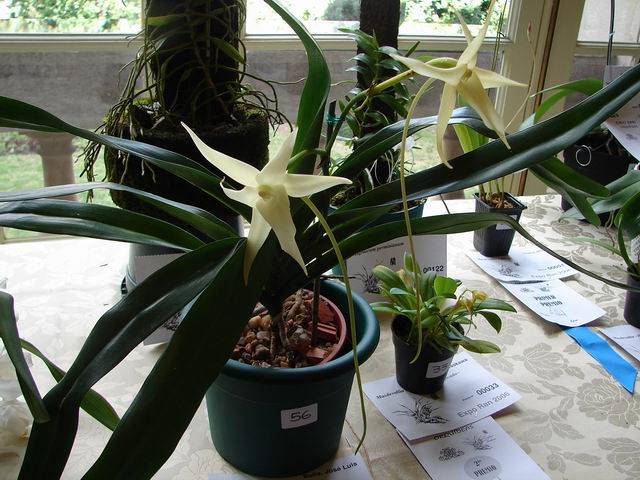 Resize of Angraecum sesquipedale 1.JPG