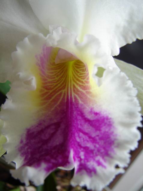 Resize of Cattleya blanca (close up).JPG