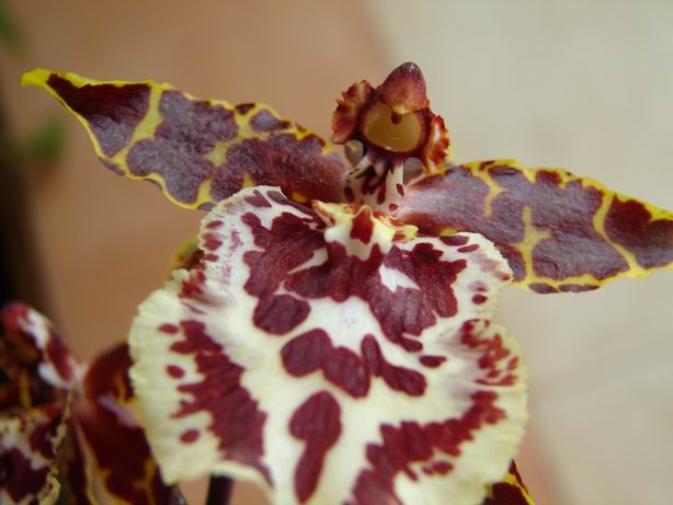 Resize of Colmanara wildcat (flor) 1.JPG