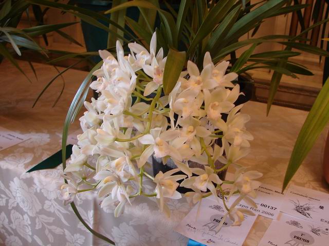 Resize of Cymbidium Sarah Jean Ice Cascade.JPG