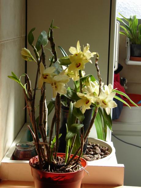 Resize of Dendrobium amarillo 3.JPG