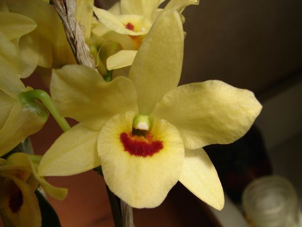 Resize of Dendrobium amarillo(flor).JPG