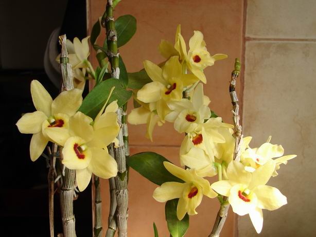Resize of Dendrobium amarillo.JPG