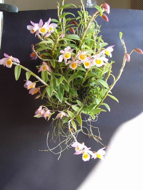 Resize of Dendrobium loddigessi  11.JPG