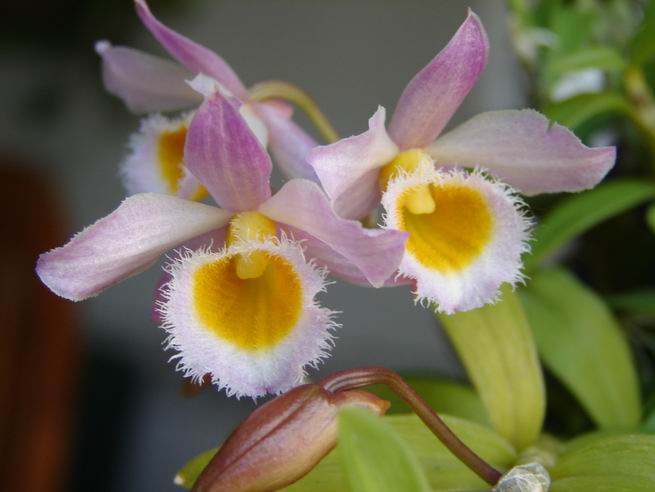 Resize of Dendrobium loddigessi  2.JPG