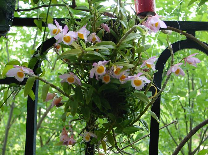 Resize of Dendrobium loddigessi  7.JPG
