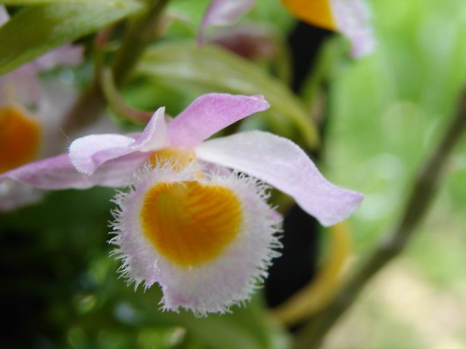 Resize of Dendrobium loddigessi  9.JPG