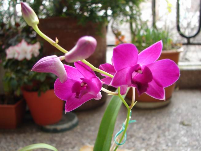 Resize of Dendrobium phalaenopsis 4.JPG