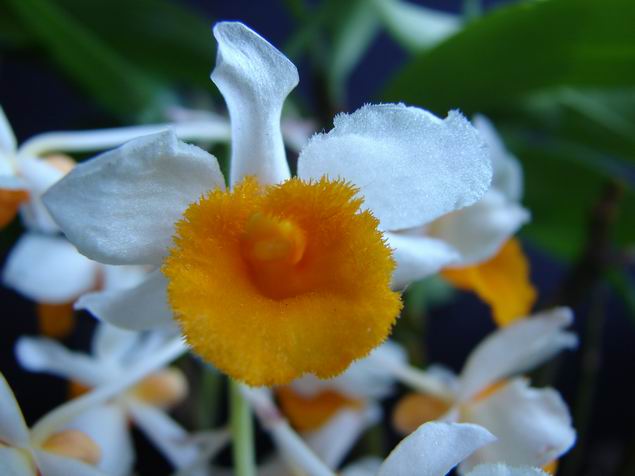 Resize of Dendrobium thyrsiflorum - flor.JPG