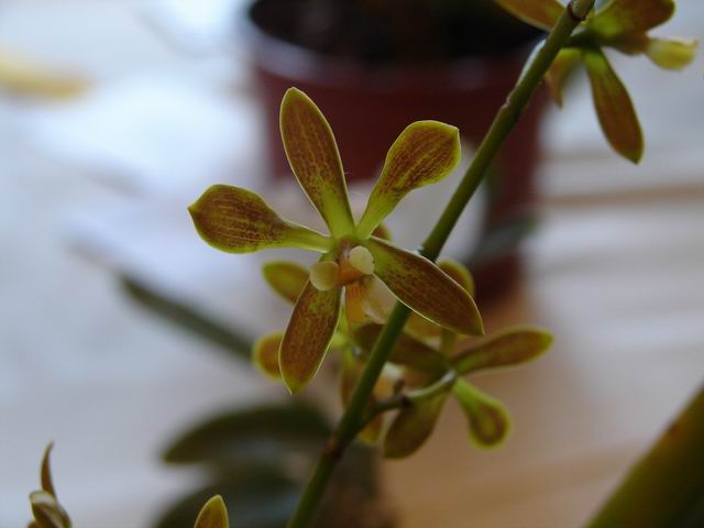 Resize of Encyclia patens (syn. odoratissima).JPG