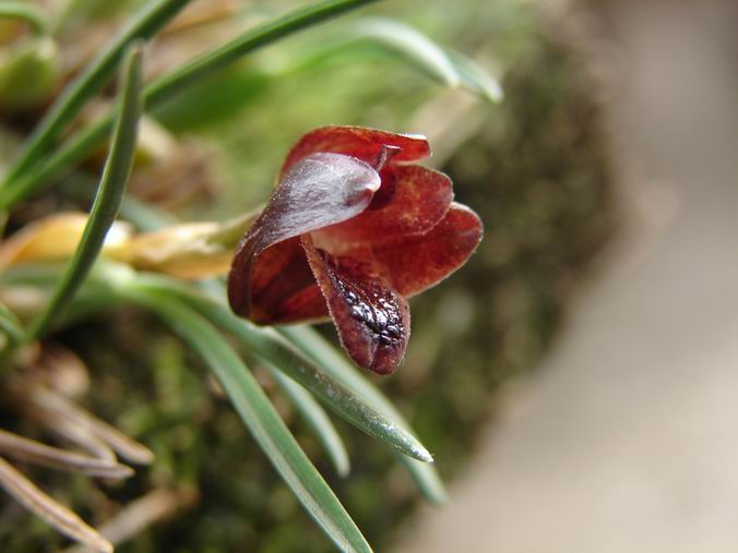 Resize of Maxillaria spegazziniana 3.JPG