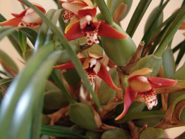 Resize of Maxillaria tenuifolia 1.JPG