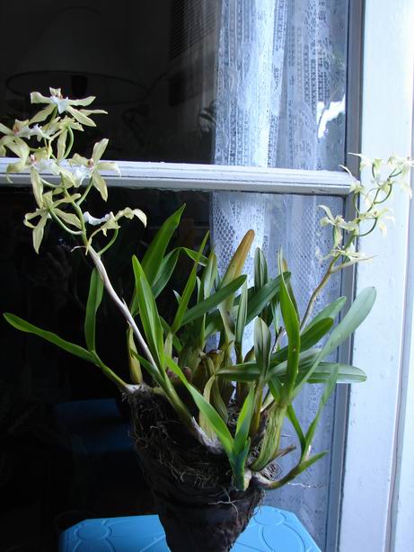 Resize of Miltonia flavescens (tronco pino).JPG