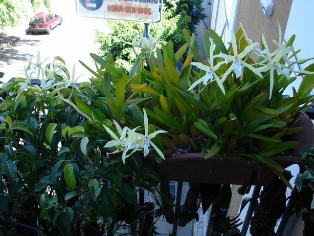 Resize of Miltonia Flovescens 2.JPG