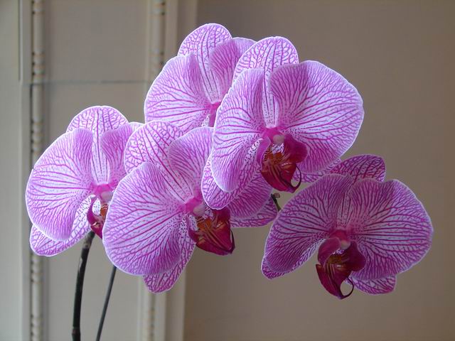 Resize of Phalaenopsis 1.JPG