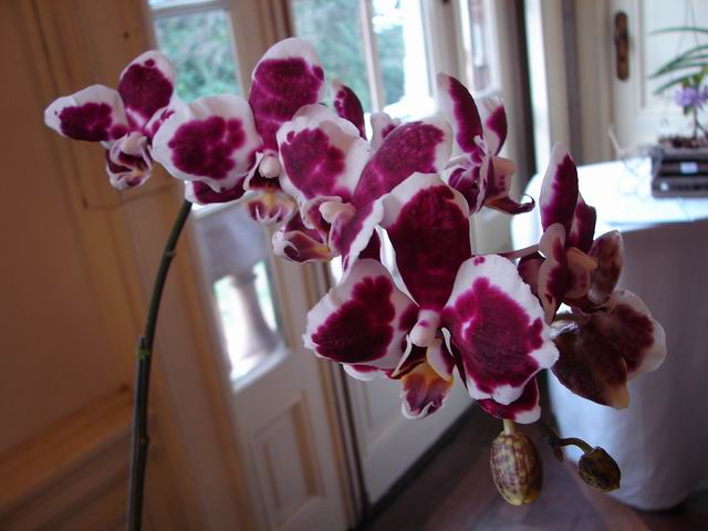 Resize of Phalaenopsis Everspring light.JPG