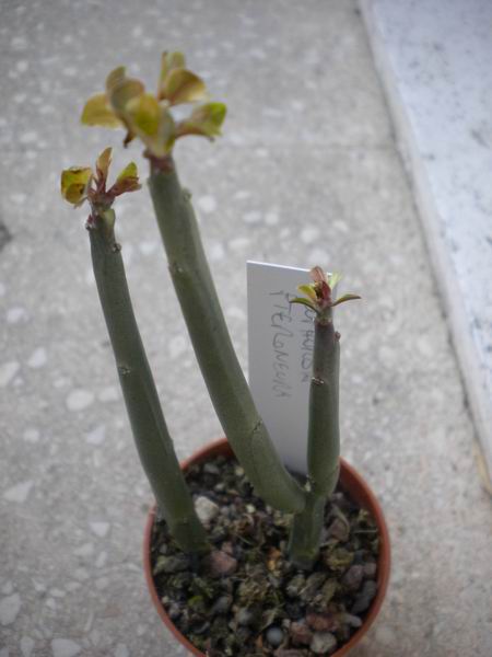 resize_of_euphorbia_pteroneura_784.jpg