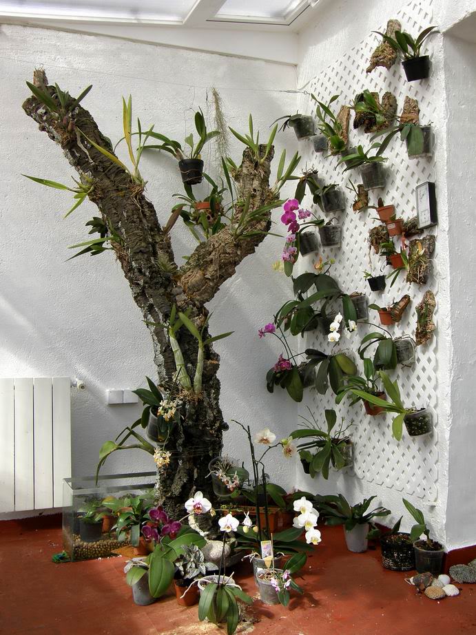 Resizeofarbol-a.jpg