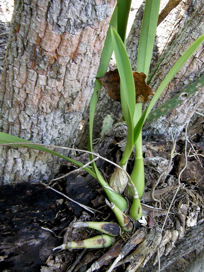 ResizeofCopiadeP2170117ap.jpg