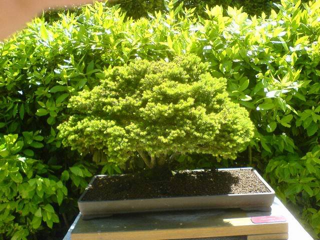 ResizeofDSC01136.jpg