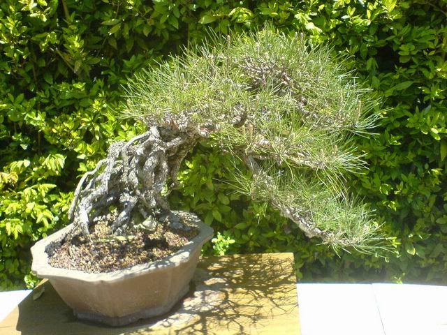 ResizeofDSC01156.jpg