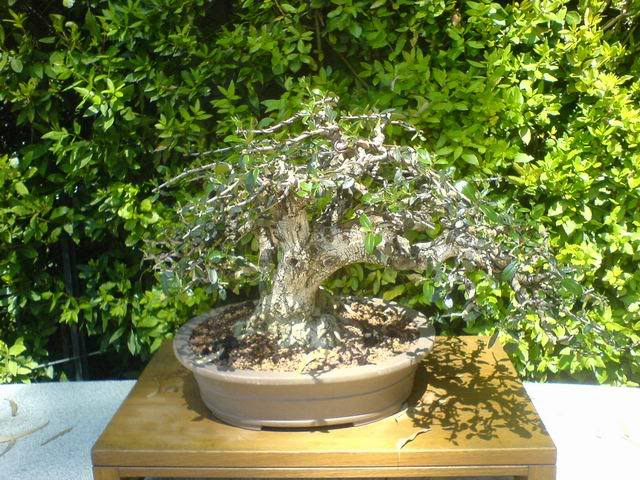 ResizeofDSC01158.jpg
