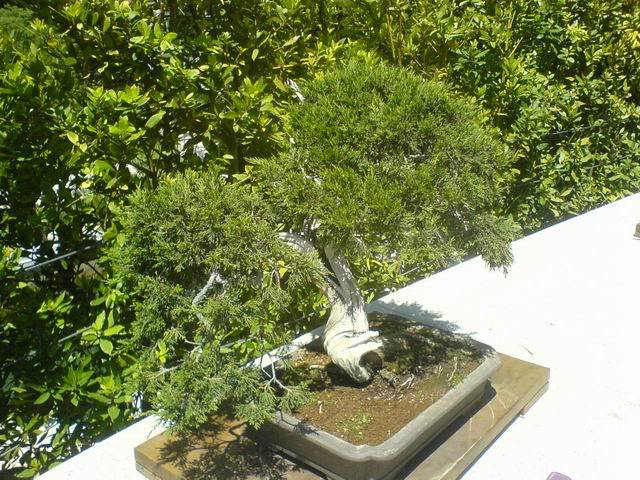 ResizeofDSC01164.jpg