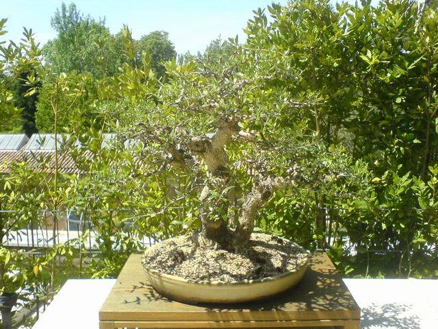 ResizeofDSC01165.jpg