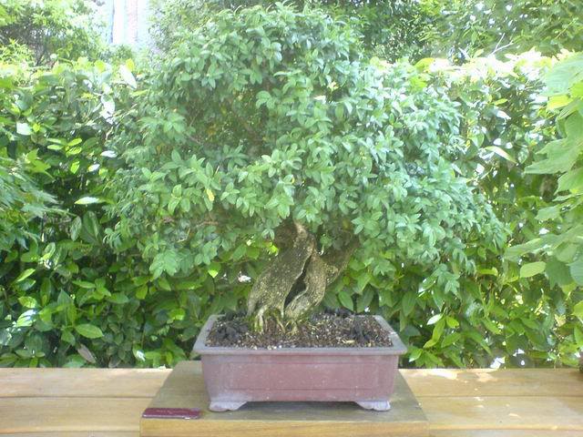ResizeofDSC01168.jpg